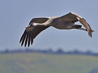עגור מרחף | עגורים