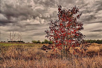 במבט  חורפי