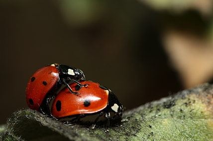 אהבה בטבע | חיפושיות מושית 