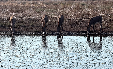 גם הם צמאים