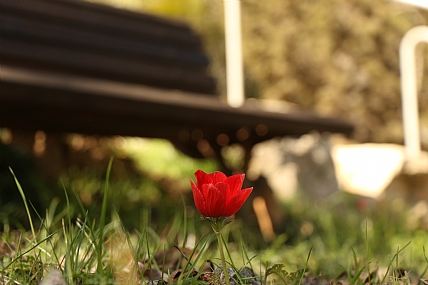אפשר לשבת.... | כלנית ליד ספסל
