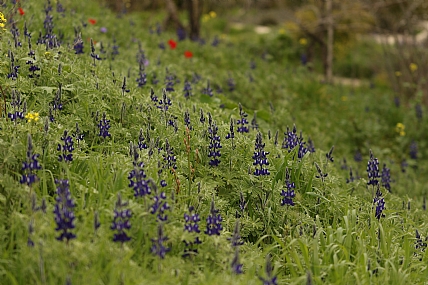 תורמוסים | תורמוסים