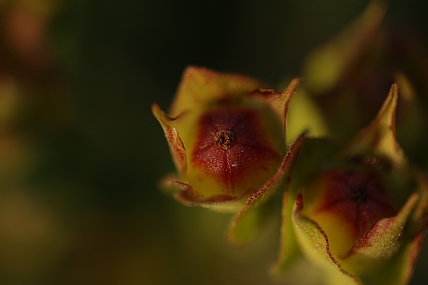 ניצנים של לוטם | ניצנים של לוטם