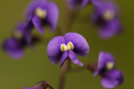 flowers | פרחים