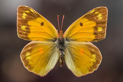 דיוקן של פרפר