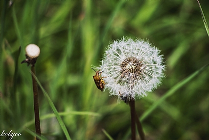 צילום: קובי  כהן