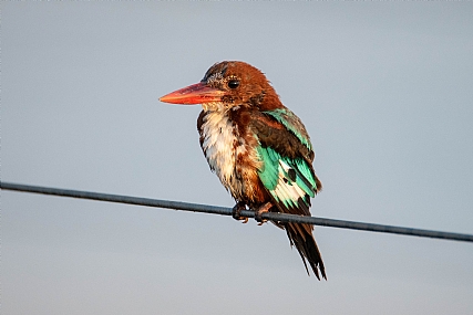 bird on a wire