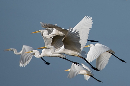 אנפות במעופן