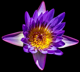 purple lotus