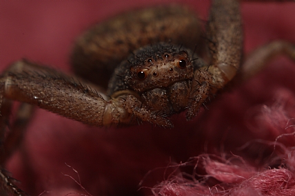עכביש | עכביש