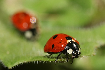 החיפושית מושית | חיפושיות