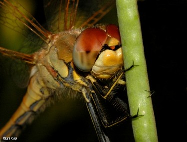 פורטרט של שפירית