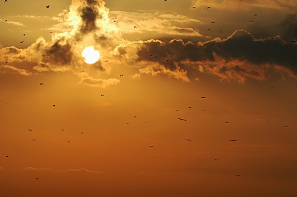 דיות בשקיעה 