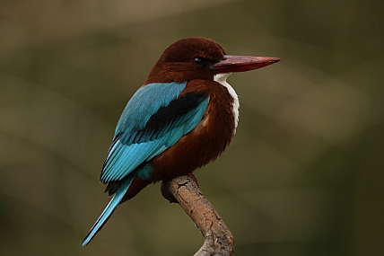 שלדג לבן חזה | שלדג לבן חזה