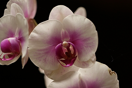 סחלב | פרח סחלב