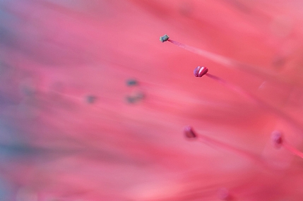 יופי טבעי (2)