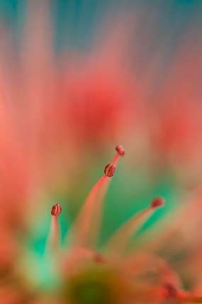 יופי טבעי (3)