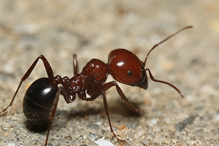 נמלה חרוצה | נמלה