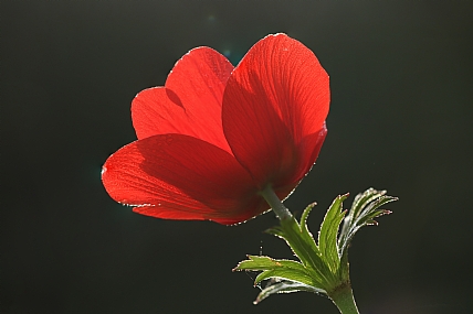 כלנית ב בודדה