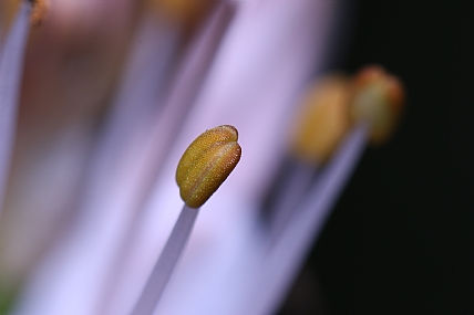 אבקנים של עירית | אבקנים של פרח