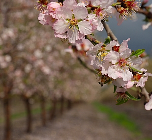 פריחת שקדיה 