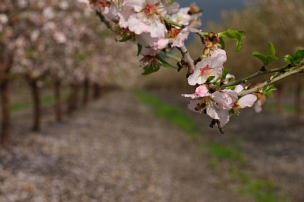 פריחת שקדיה 2