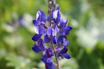 צילום: אמיר סיון