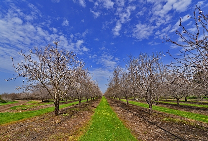 שביל באמצע...