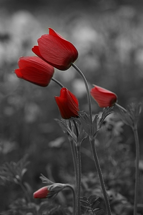 כלניות אדומות