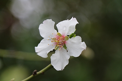 צילום: אמיר סיון
