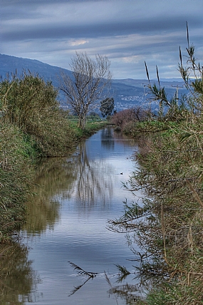אגמון החולה