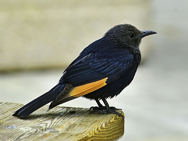 טריסטרמית | ציפור