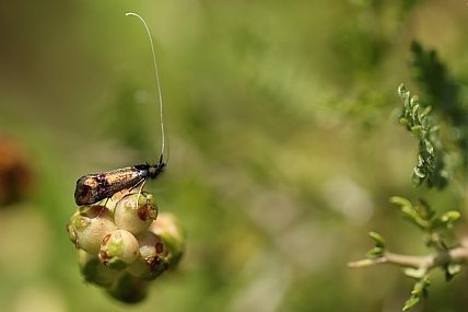 על הסירה | חרק על צמח