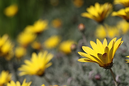 פריחת אוזן הדב | פרחים