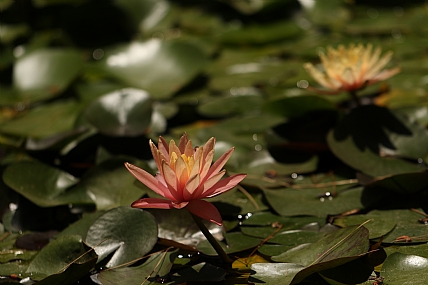 פריחה | פרחים