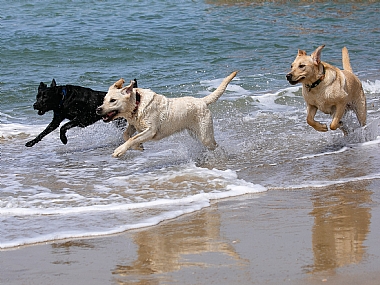 יום כייף לכלבי נחייה