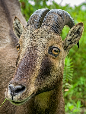 Nilgiri Tahr טאמיל נאד