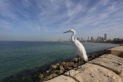 מבט לתל אביב