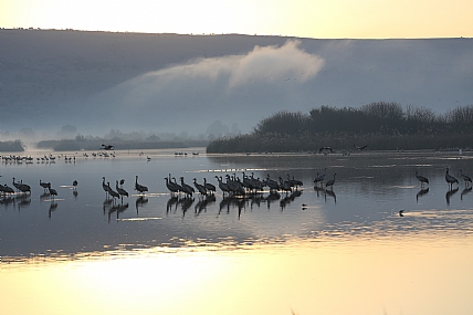 זריחה באגמון החולה