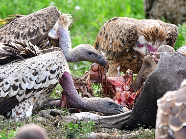 במסעדה | סרנגטי נשרים נבלה