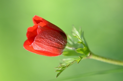 תמירות של יופי