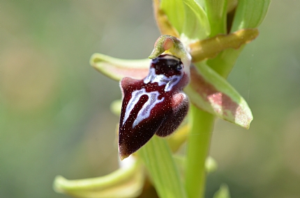 דבורנית הקטיפה