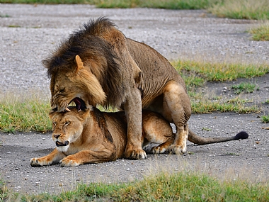לביאה ואריה בסרנגטי
