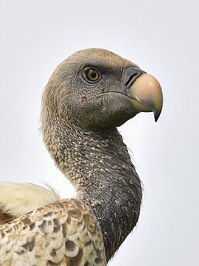 מבט של נשר אפריקאי | נשר