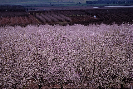 עצים פורחים