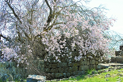 השקדיה פורחת בעתיקות 