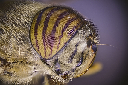 זבוב רקבן מקרוב | זבוב  Extreme Macro