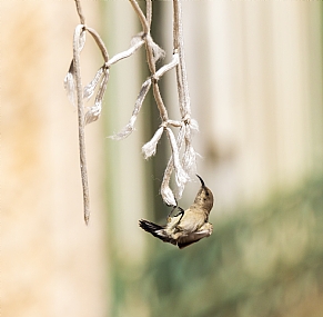 צופית על חוט