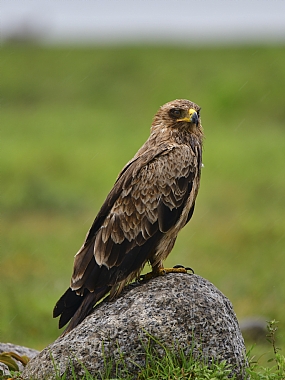 עיט בסרנגטי | עיט