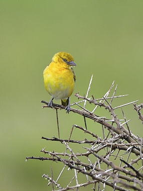 עדינות צהובה | ציפור